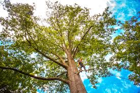 Best Emergency Tree Removal  in Woodhaven, MI