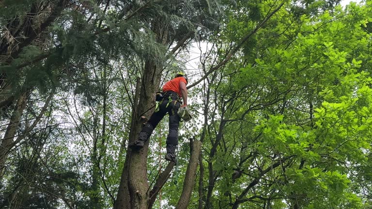 Best Tree Risk Assessment  in Woodhaven, MI