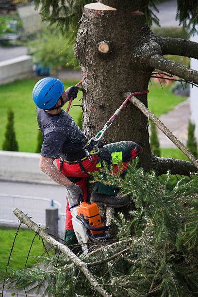 Best Tree Trimming and Pruning  in Woodhaven, MI