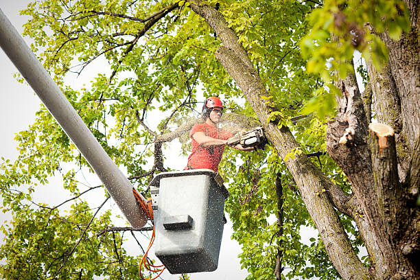 Best Arborist Consultation Services  in Woodhaven, MI